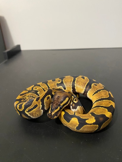 Enchi Ball Python by Borders Ball Pythons