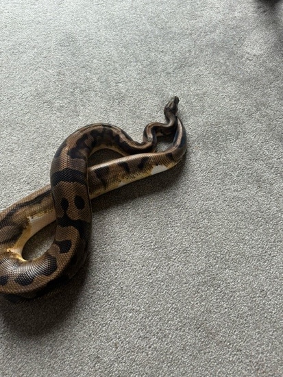 Pied Ball Python by Borders Ball Pythons