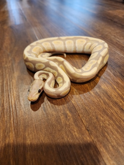 Postel Banana Pos Mojave Ball Python by The Snake House