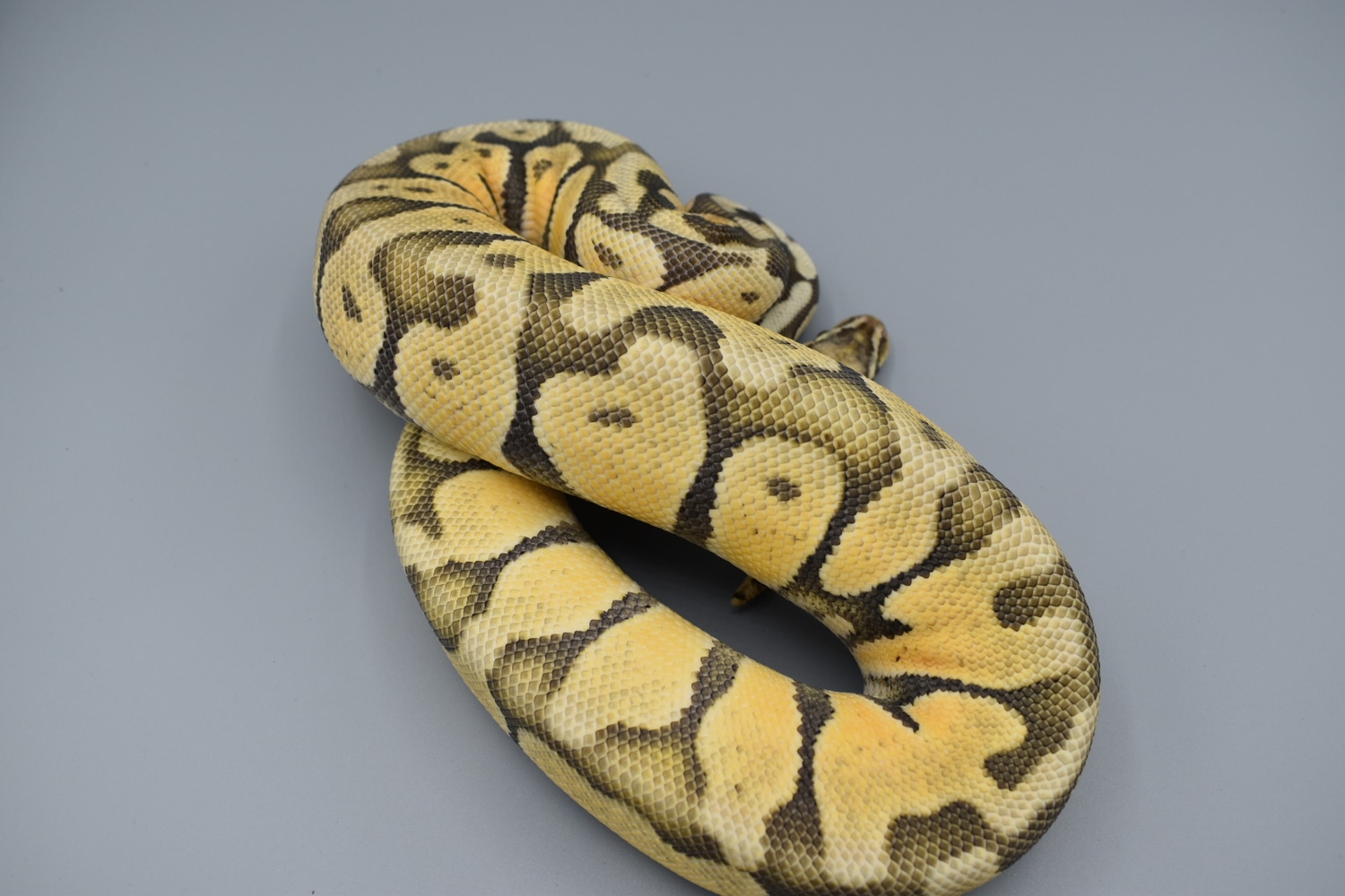 2020 Male Pastel Enchi Ghost Ball Python by MorphMarket