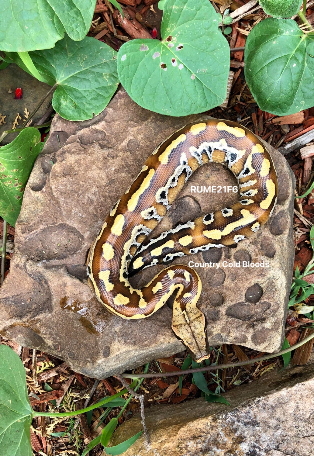 2021 Female Blood Python by Country Cold Bloods - MorphMarket