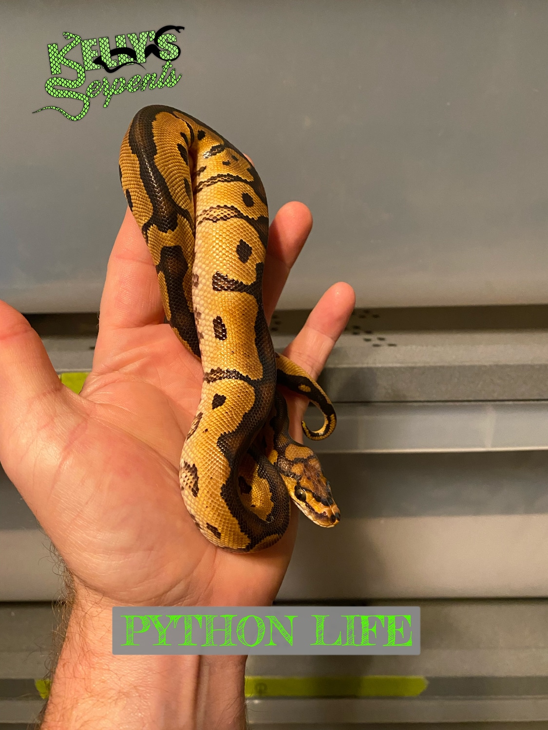 2021 Male Clown Ball Python by Kelly’s Serpents MorphMarket