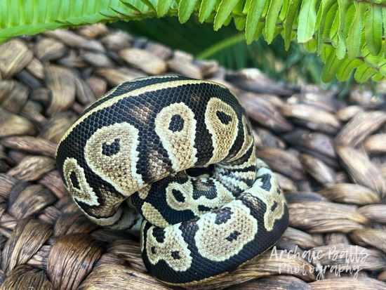 black pastel bongo ball python by freedom breeder -... Bongo Ball Python by Archaic Balls
