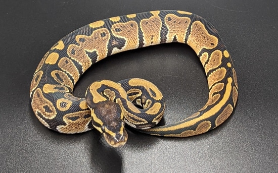 Normal 50% Het Pied Ball Python by 3rd Eye Serpentry