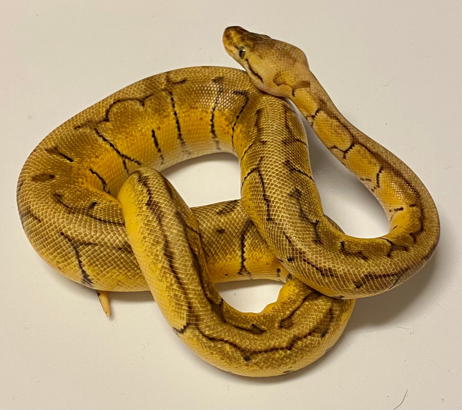 Pastel Enchi Pinstripe Yellow Belly Ball Python by KnS Reptiles