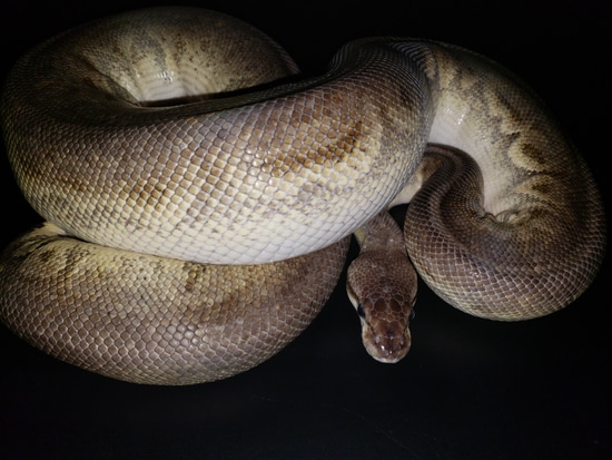 Sterling Ball Python by Prime Reptiles