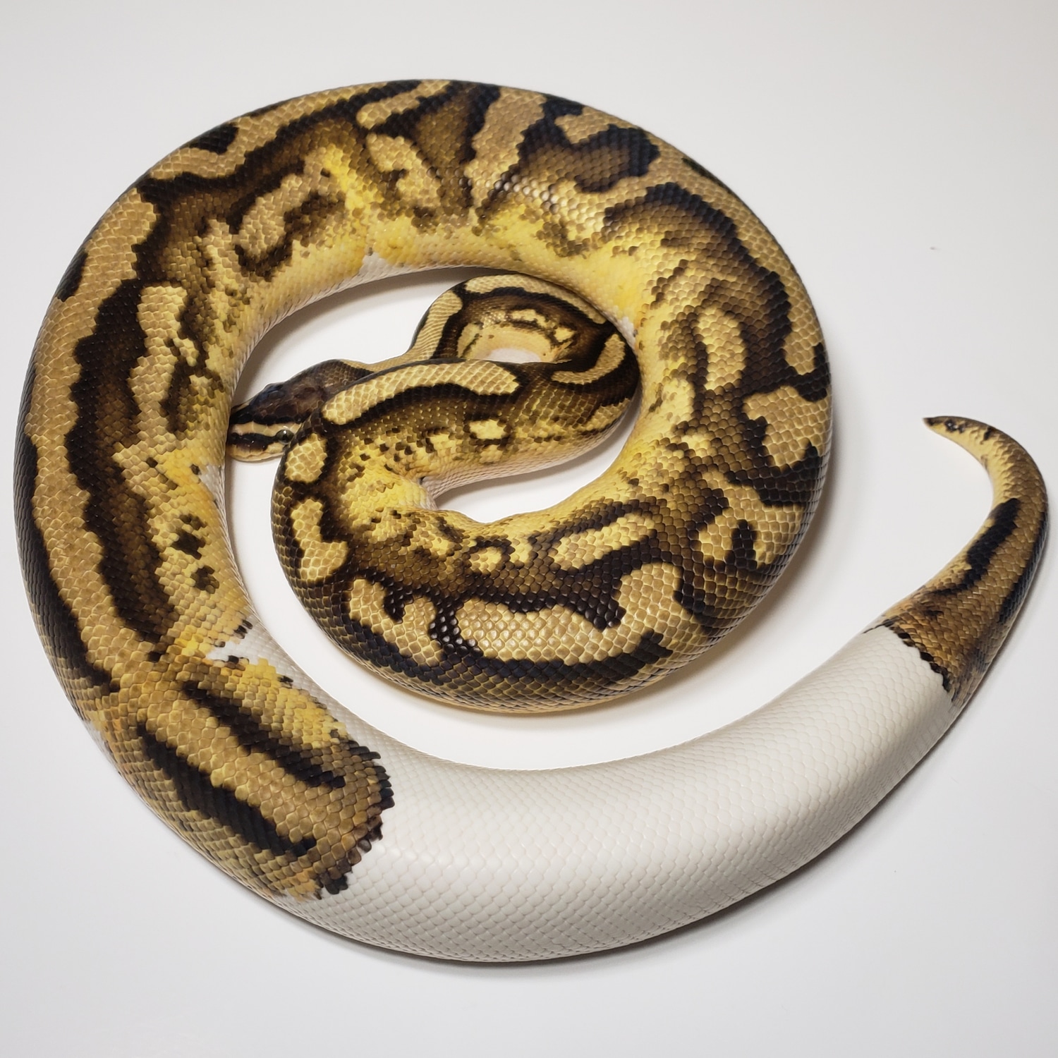 Yellowbelly Pastel Piebald Ball Python by Prime Reptiles MorphMarket
