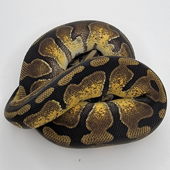 Genex Ball Python Orange Dream Enchi GeneX Het Pied Ball Python by Prime Reptiles