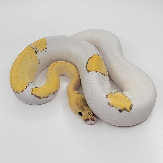 Banana Champagne Het Pied Pos OD Ball Python by Prime Reptiles