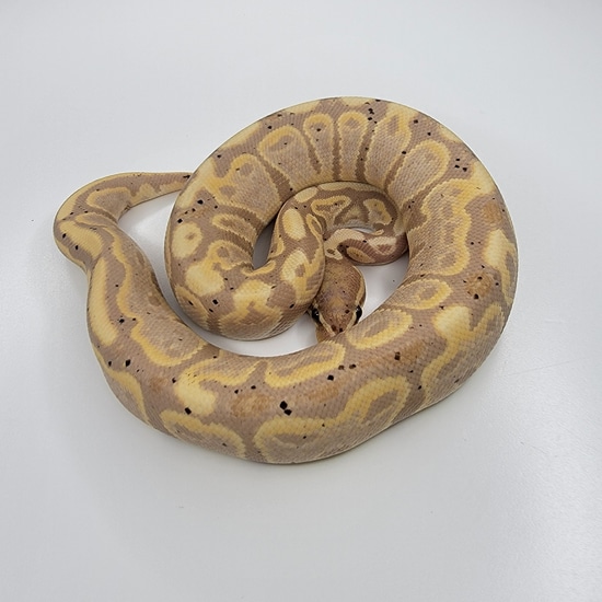 Banana Het Pied Ball Python by Prime Reptiles