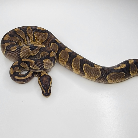 Enchi Het Pied Ball Python by Prime Reptiles