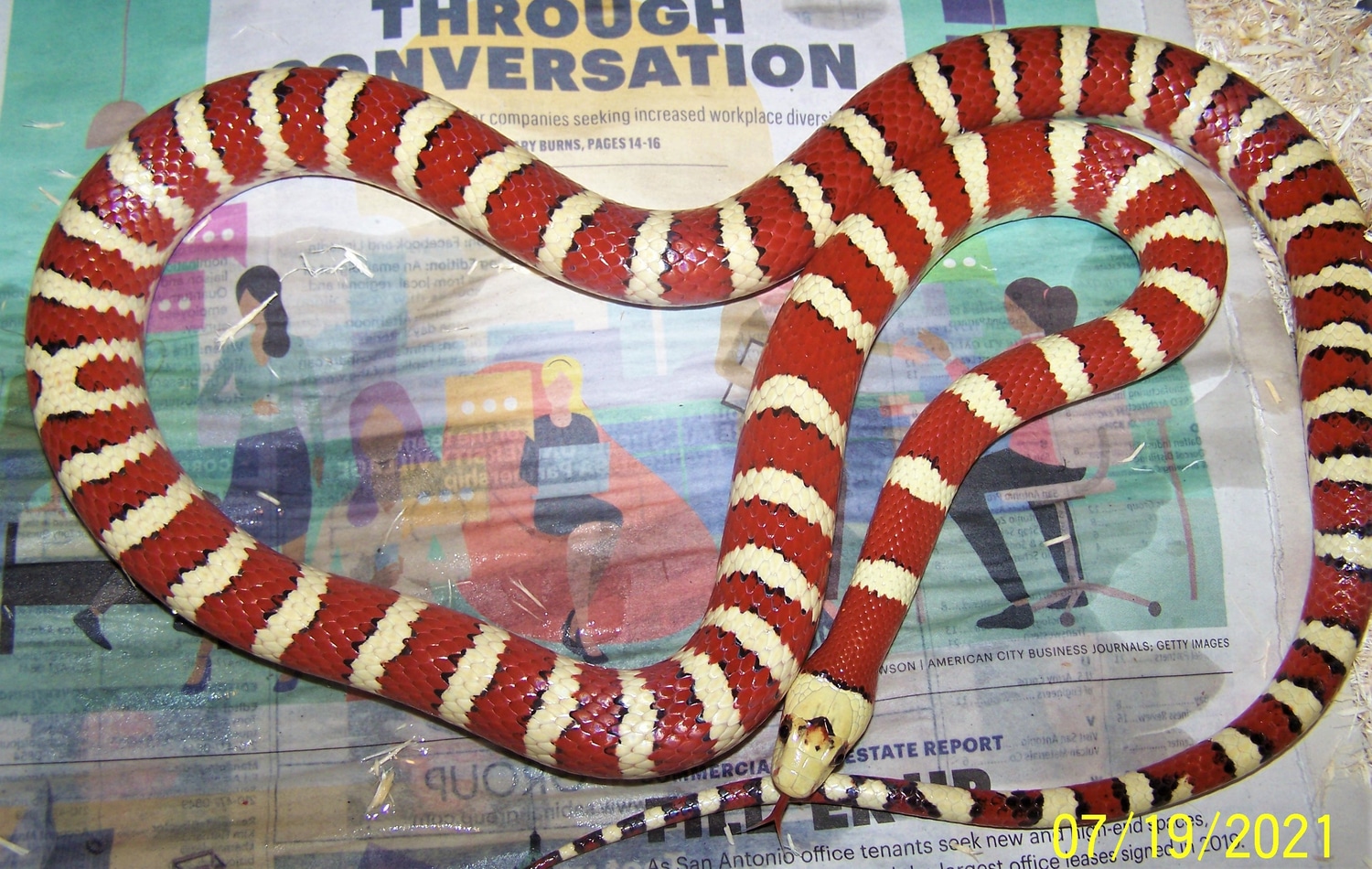 SOLD Applegate Pyro Male 2013 Arizona Mountain Kingsnake by Ken