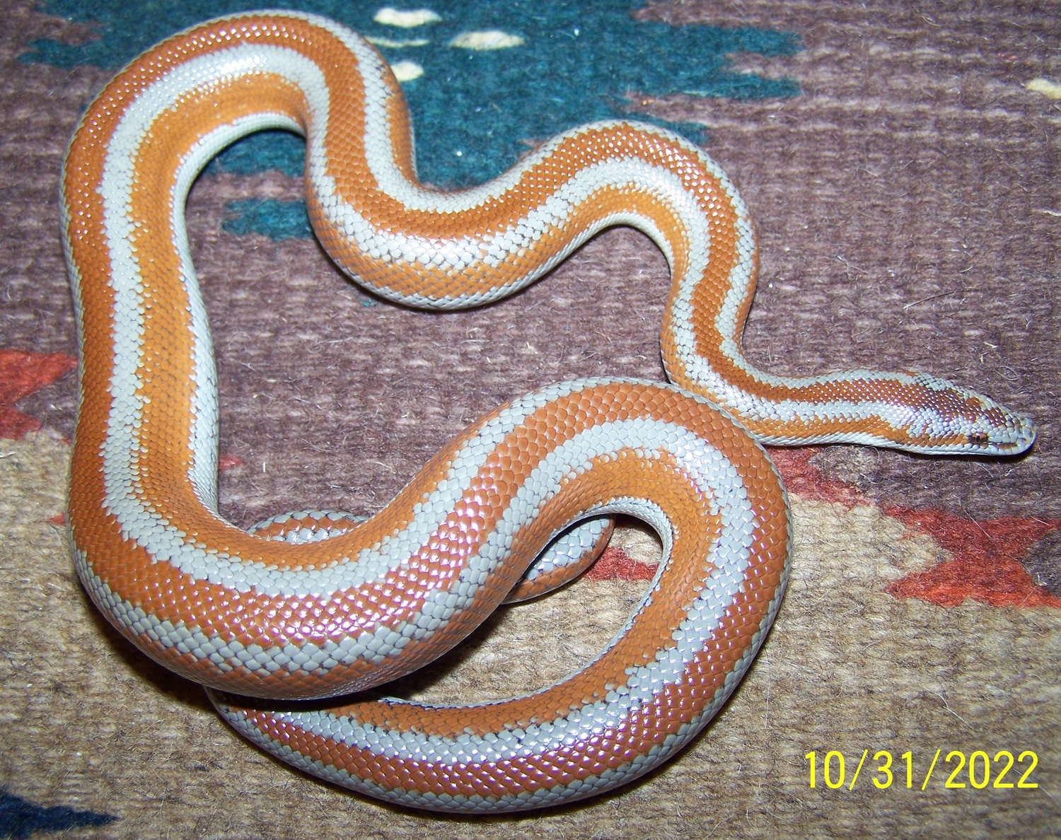 El Rosario Baja Rosy Boa by Ken Diehl Serpents MorphMarket