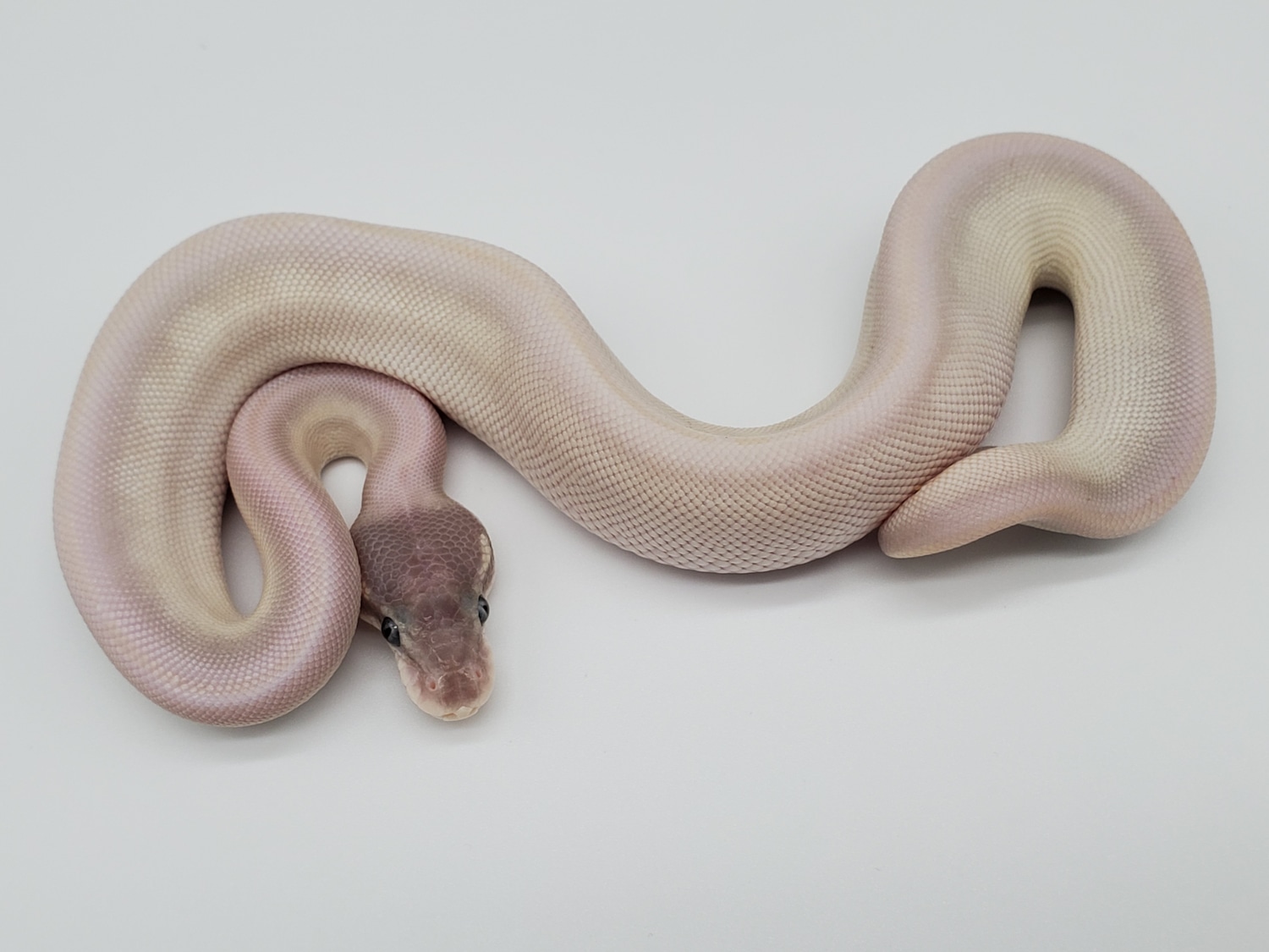 Super Mojave Ball Python by Ken Macek Reptiles - MorphMarket