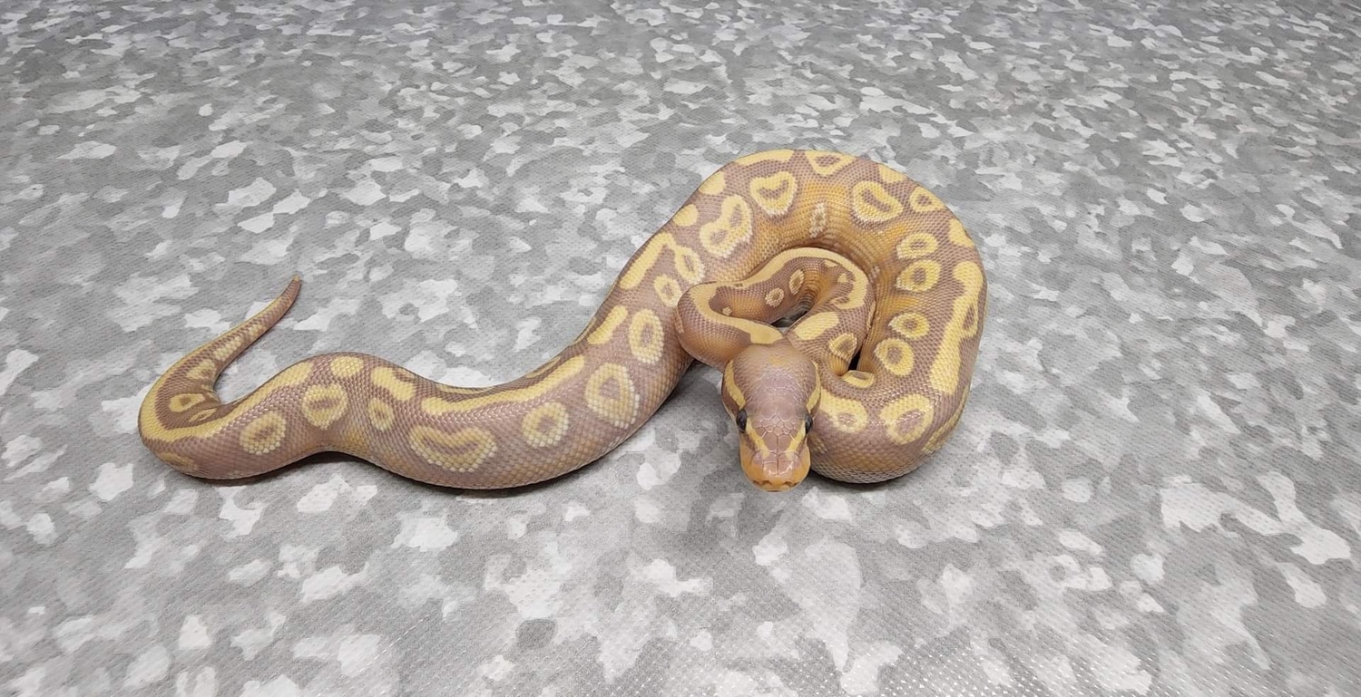 Banana Lithium Pos Yellowbelly Ball Python by Backroad Morphs Llc