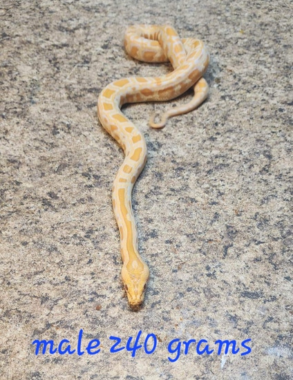 Albino Burmese Python by Backroad Morphs Llc