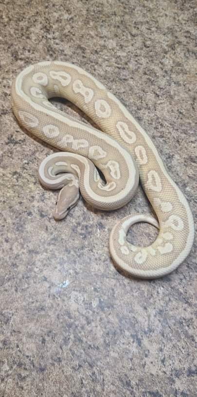 Pastel Banana Cinnamon Lesser Ball Python by Backroad Morphs Llc ...