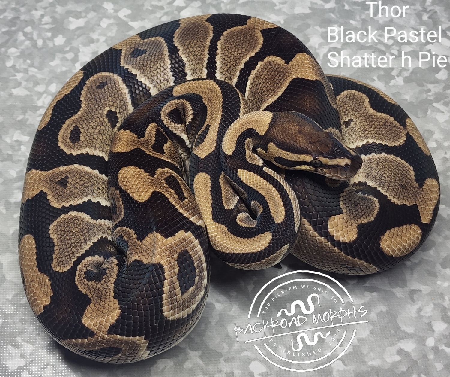 Black Pastel Shatter Het Piebald Ball Python by Backroad Morphs Llc ...
