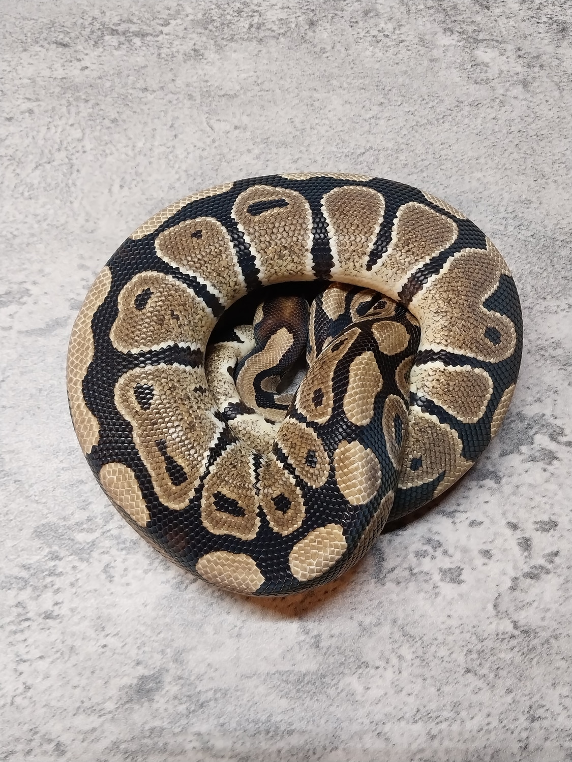 Normal Het Piebald Ball Python by Backroad Morphs Llc - MorphMarket