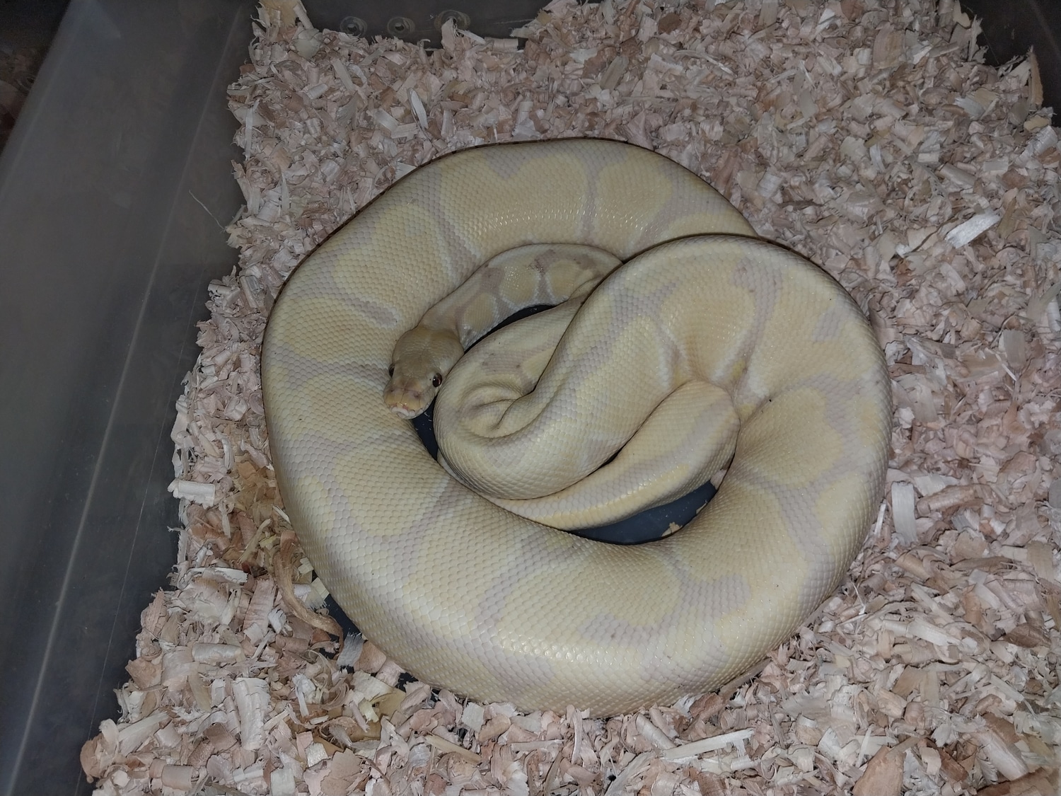 Lavender Albino Banana Ball Python by Backroad Morphs Llc MorphMarket