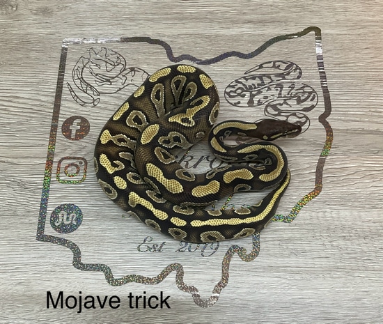 Mojave Trick Ball Python by Backroad Morphs Llc
