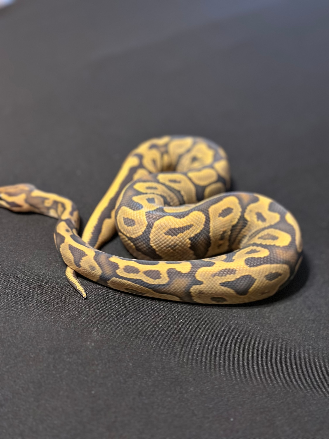 Leopard Hypo Ball Python by City Limit Exotics - MorphMarket