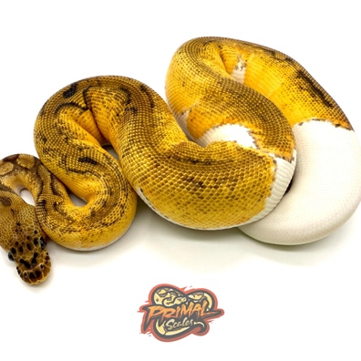洋書 PYTHON REGIUS 616fa98fKnL._UF350,350_QL80_.jpg