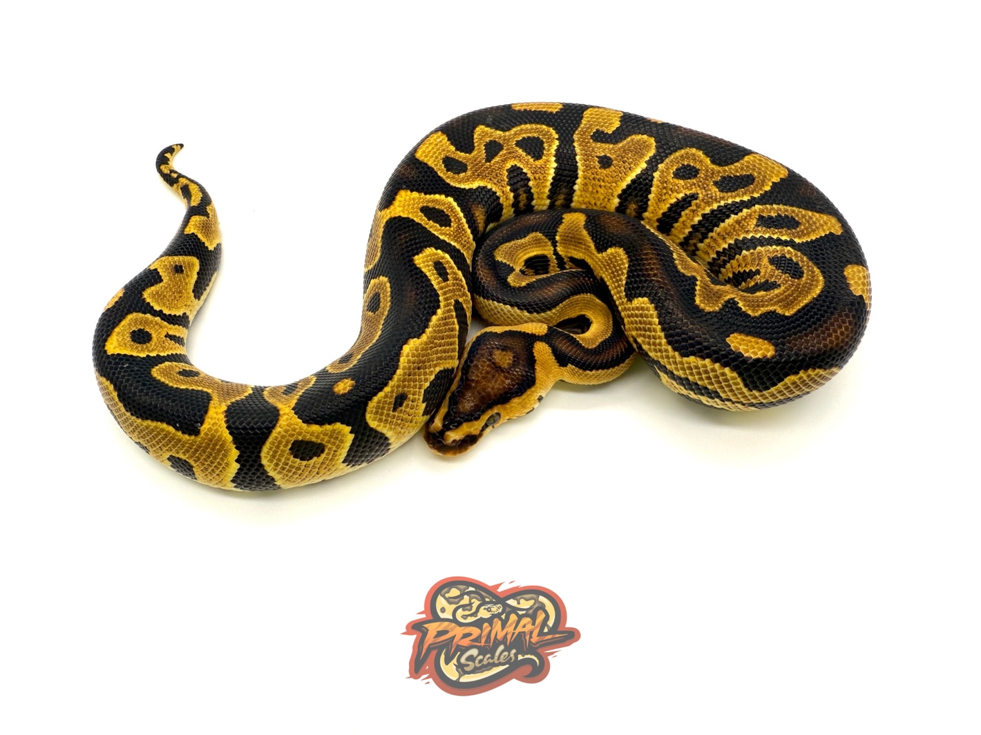 洋書 PYTHON REGIUS Python Regius - Atlas of Color Morphs, Keeping and Breeding