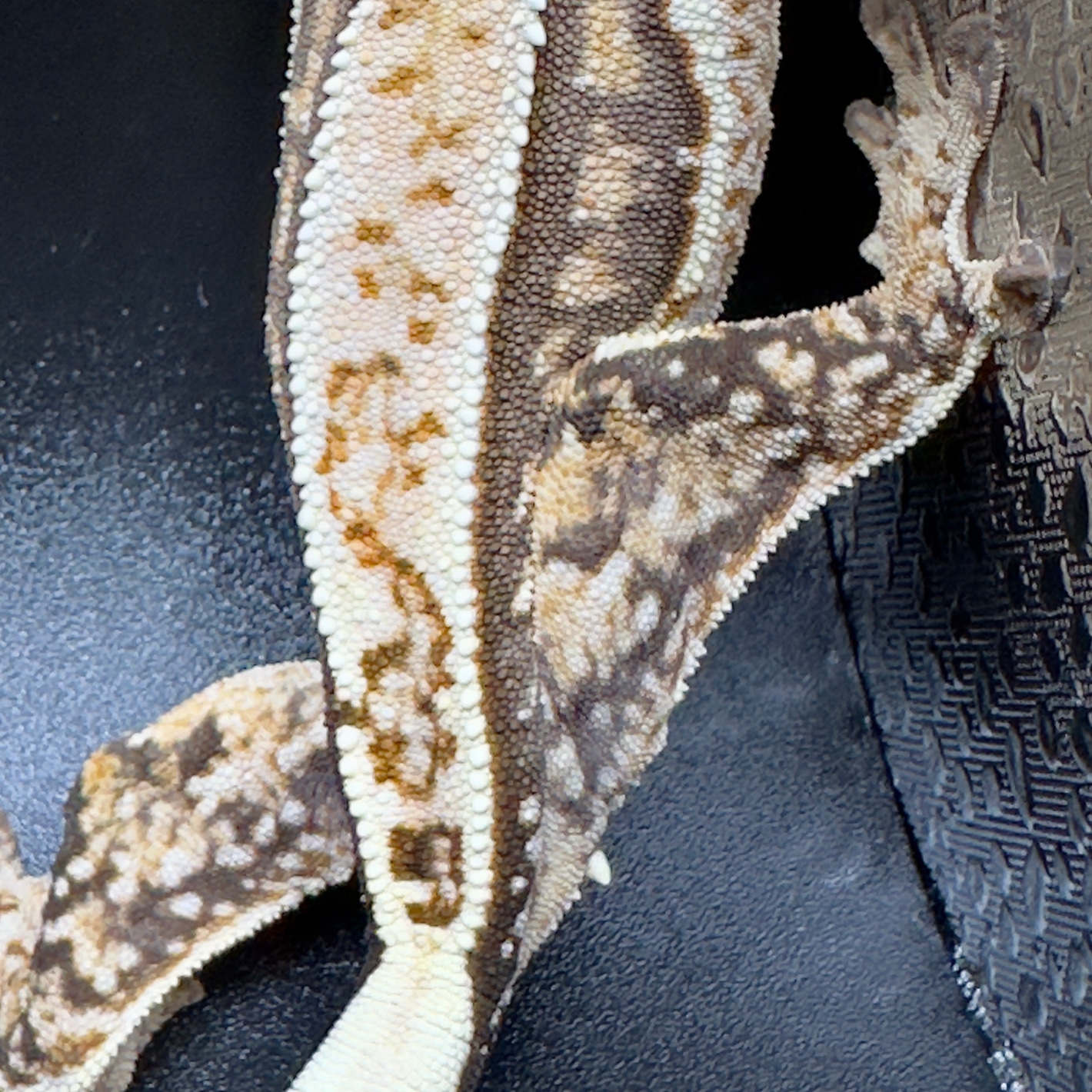 Lavender Based Quad Stripe Crested Geckos by Elemental