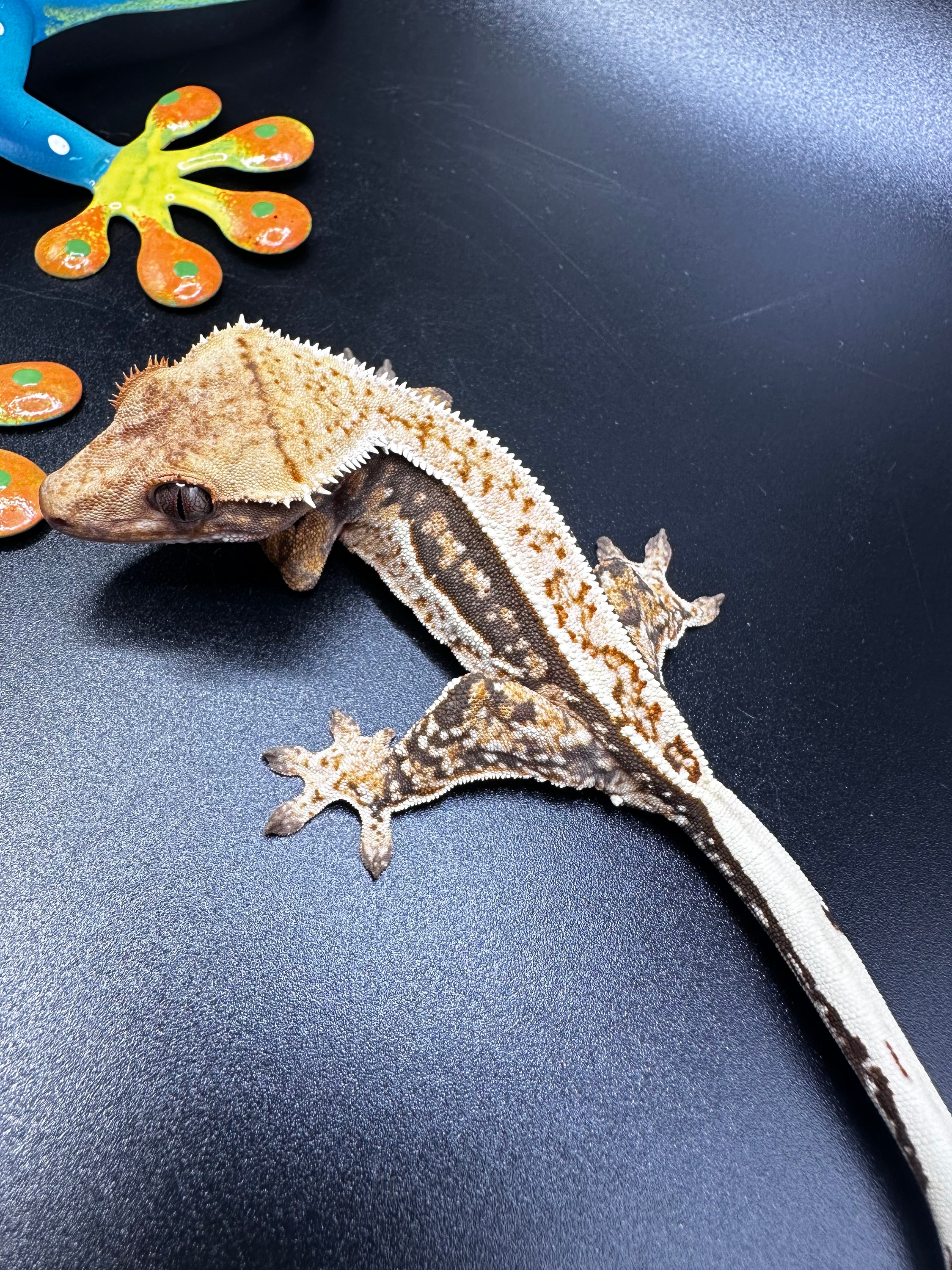 Lavender Based Quad Stripe Crested Geckos by Elemental