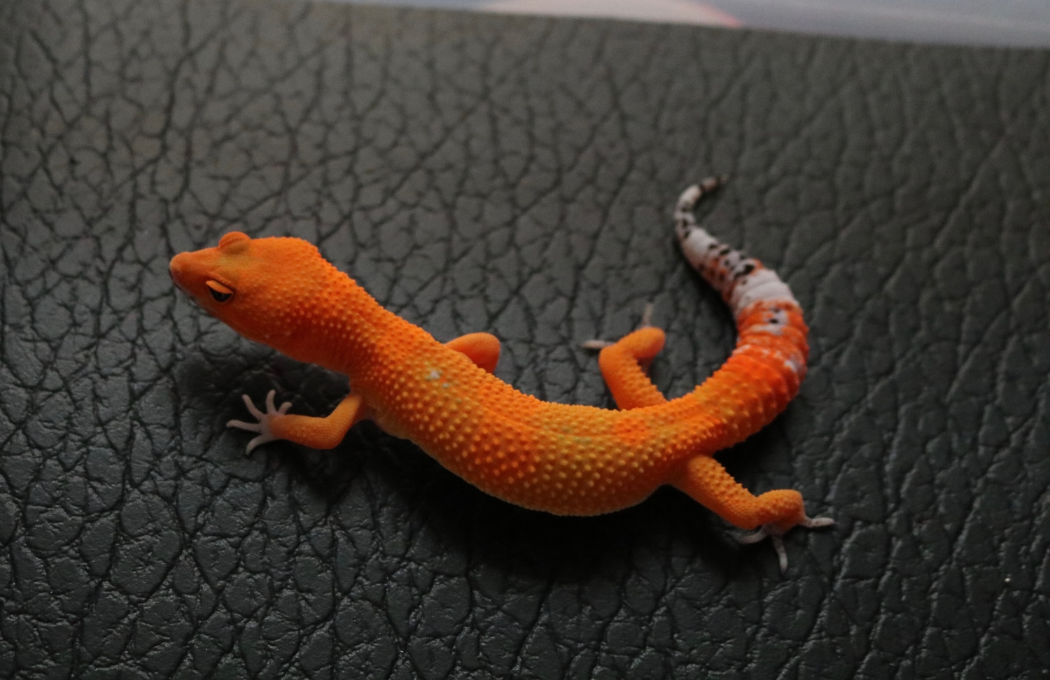 TSF Mandarin Tangerine Ph Tremper, Ph NDBE Leopard Gecko by Kensington