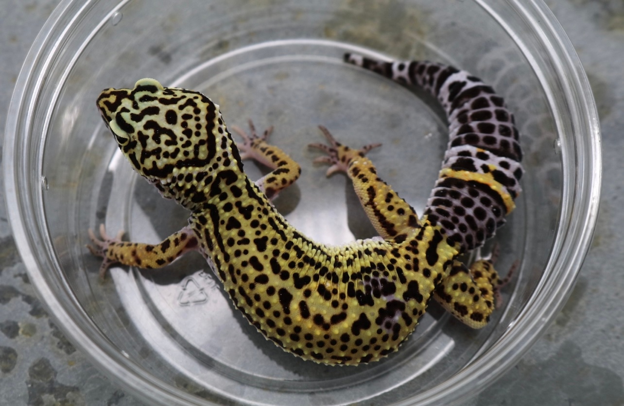 Black Night Leopard Gecko by Kensington Geckos MorphMarket