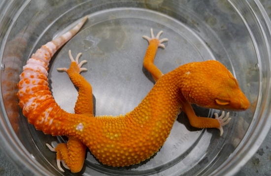 美品！DMC Classics Lizard Acute Dmc Lizard Acute1 | eBay