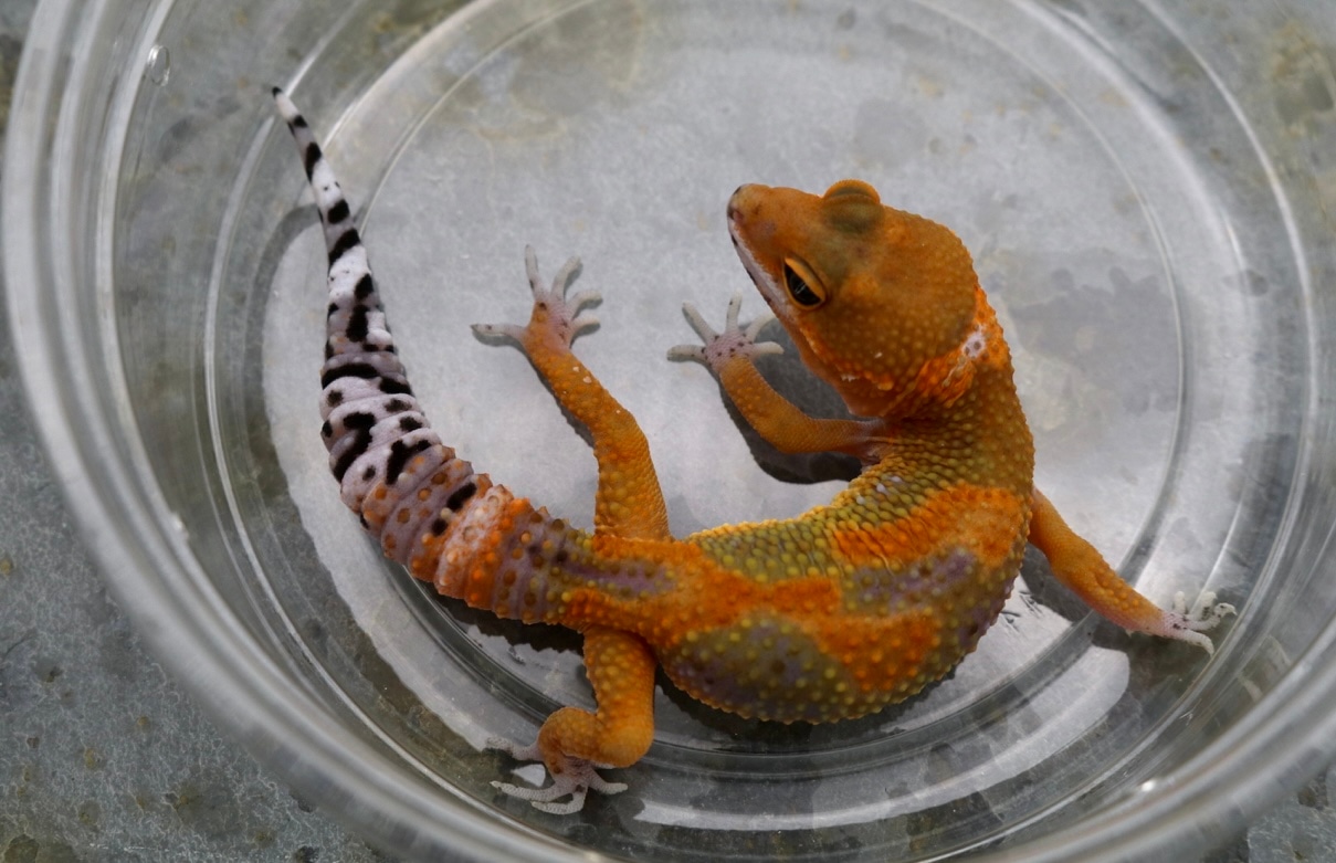 Mandarin Blood Pacific Green Clown Cross Leopard Gecko by Kensington ...