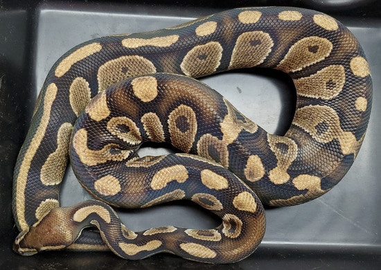 Raven Ball Python by Distorted Serpents