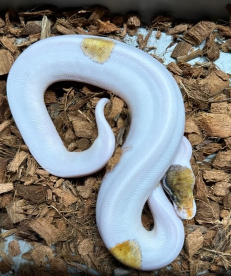 Mystic Pastel Yellowbelly Pied Ball Python by Keowee Exotics, LLC