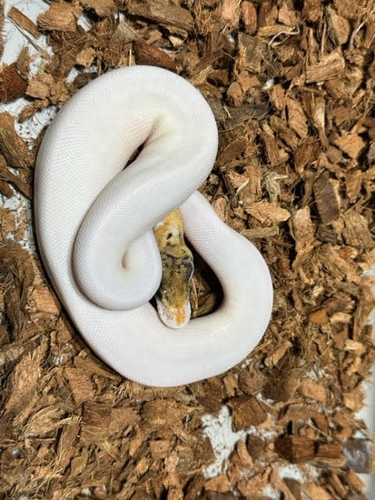 Mystic Pastel Pied Poss YB Ball Python by Keowee Exotics, LLC