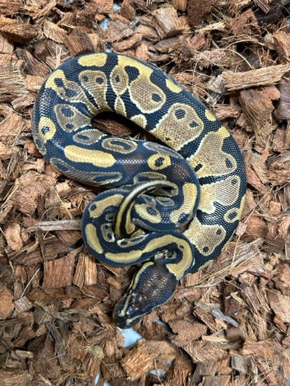 Mystic Het Pied Ball Python by Keowee Exotics, LLC