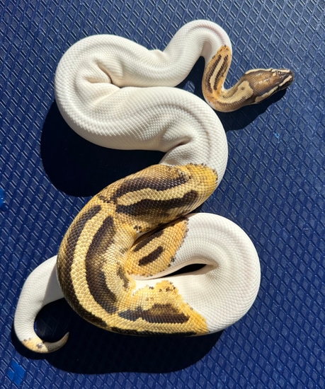 Fire GeneX Pied Ball Python by Keowee Exotics, LLC