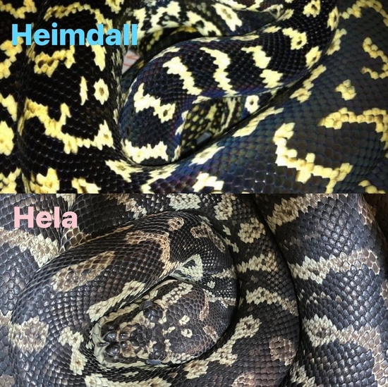 Breeding Pair Of Jungle Carpet Pythons Uk Only by D&E pythons