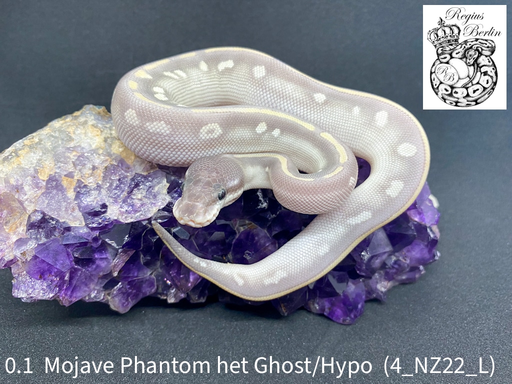 Purple Passion (Mojave Phantom) 100% Het Ghost/Hypo Ball Python by ...