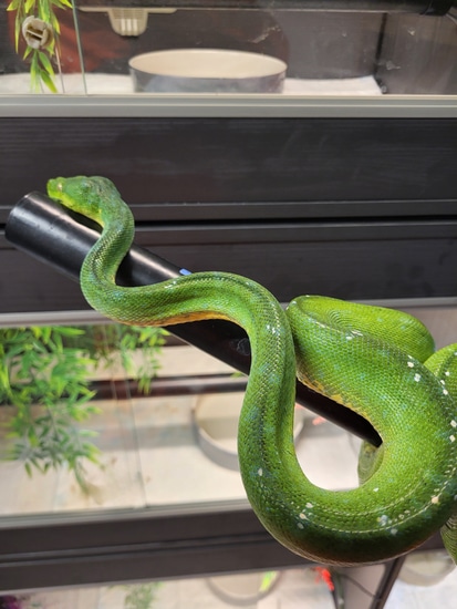 Aru Green Tree Python by Robin hood reptiles