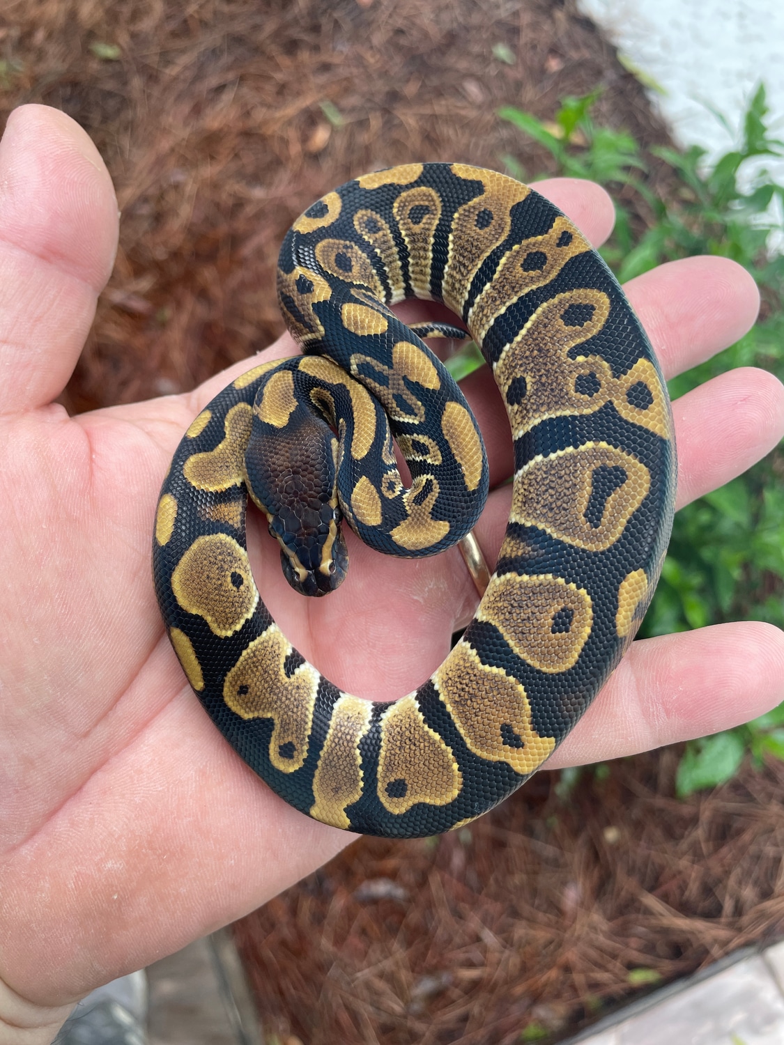 2022 Male Het Pied Ball Python by Ball Python Chronicles MorphMarket
