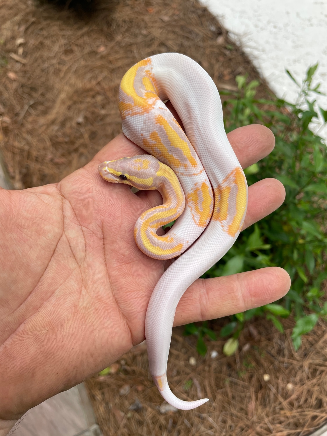 2022 Male Banana Piebald Ball Python by Ball Python Chronicles