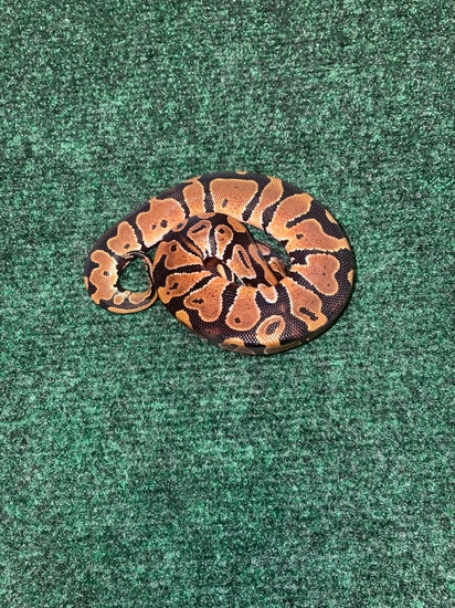 2023 Normal Female 100% Het Pied Ball Python by Ball Python Chronicles