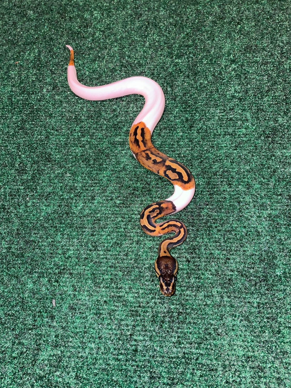 2023 Pied Female Ball Python by Ball Python Chronicles - MorphMarket