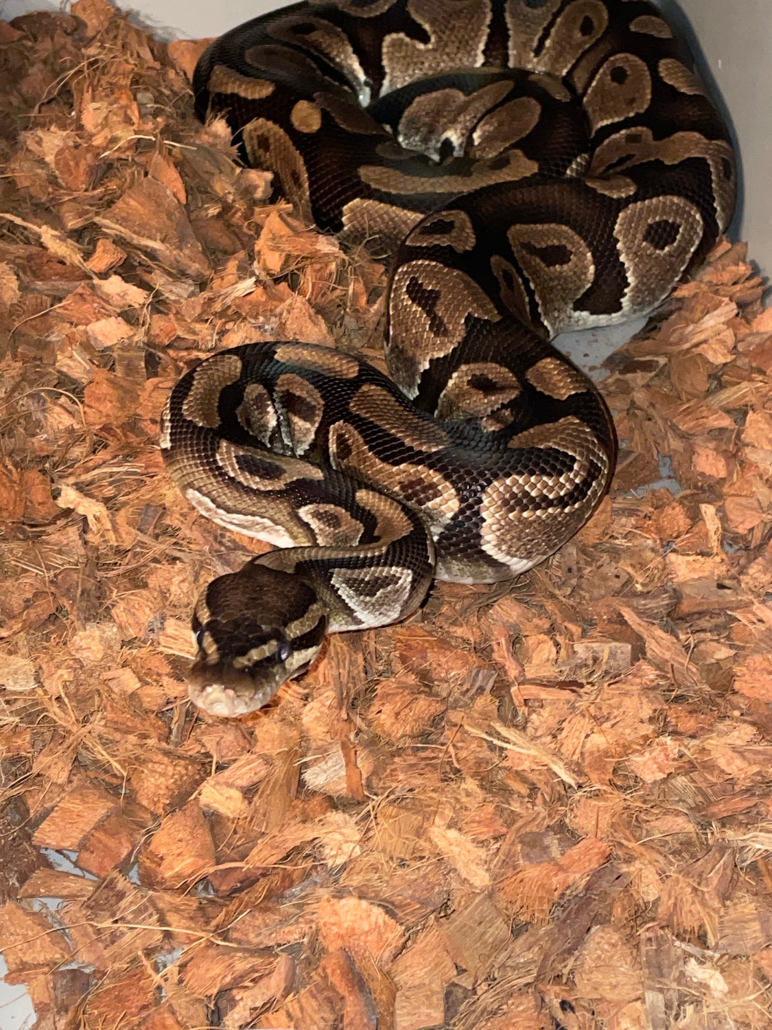 PROVEN Het Pied Female Ball Python by Ball Python Chronicles - MorphMarket