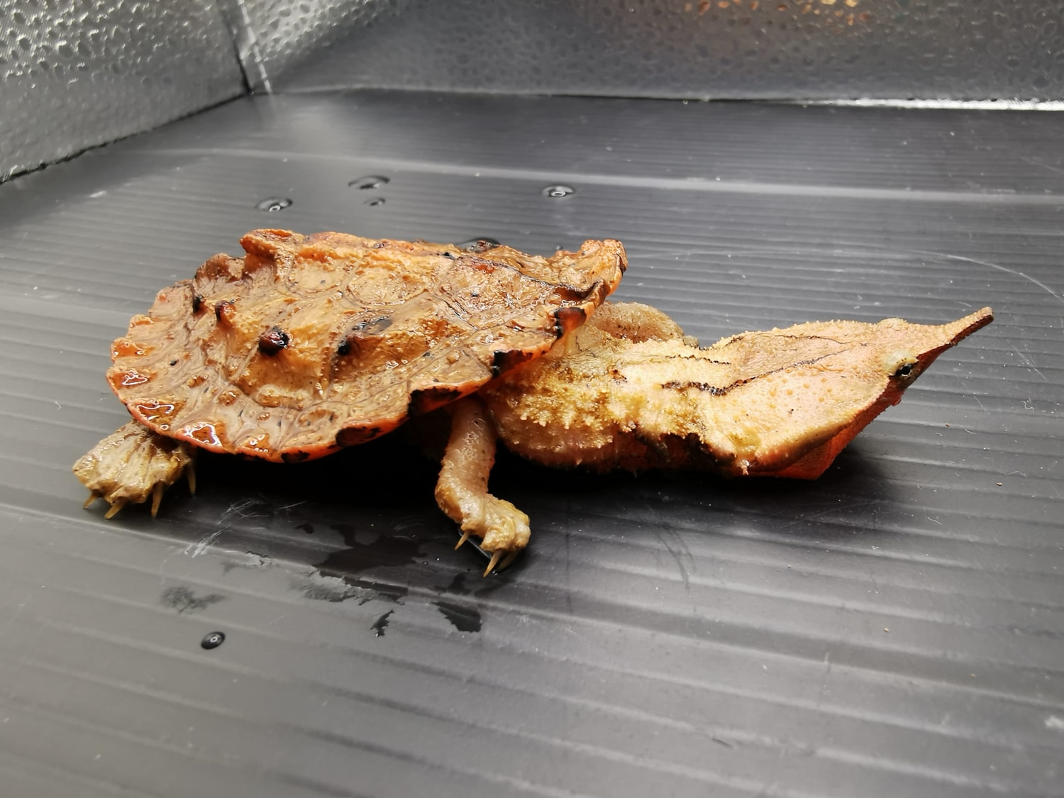 Mata Mata Turtles Chelus Fimbriata Other Turtle by Exotics Heart