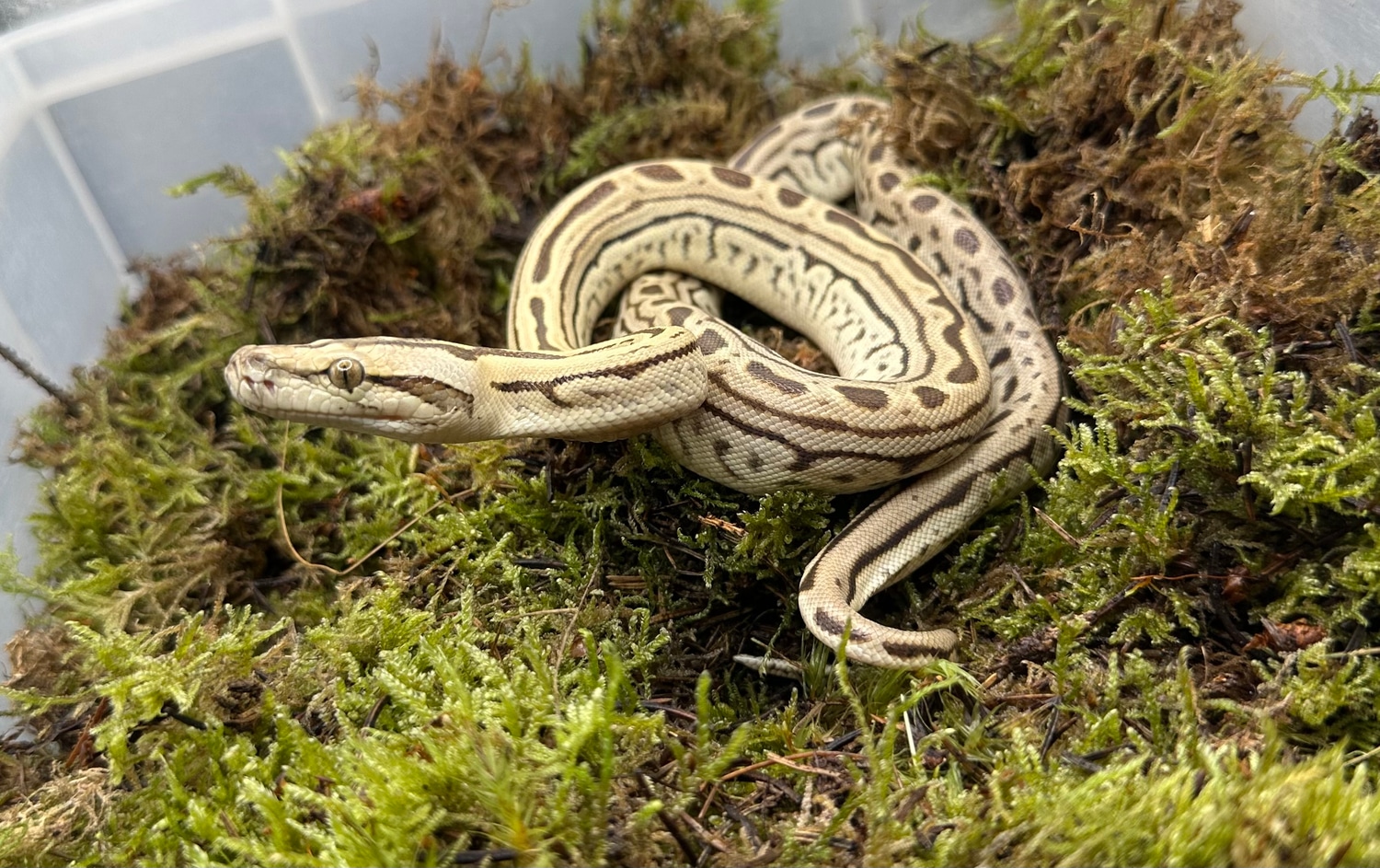 Hypo Labyrinth Burmese Python by Exotics @ Heart - MorphMarket