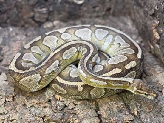 Lesser Het Pied And Hypo Ball Python by Exotics @ Heart